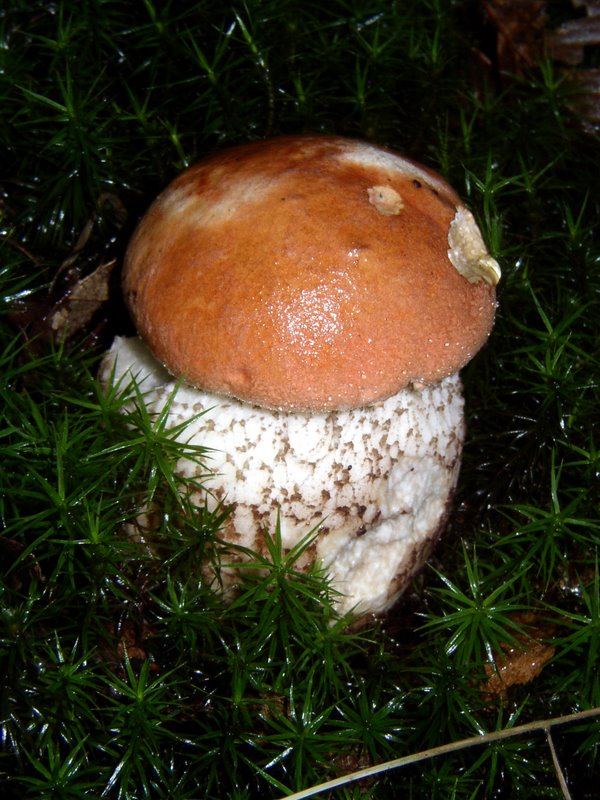 Bolet orangé   Leccinum quercinum